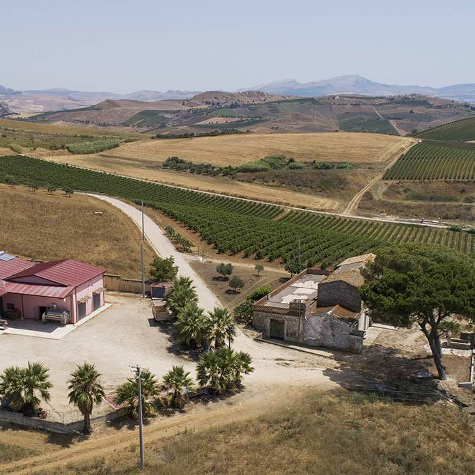 weinberge von don tomasi sizilien