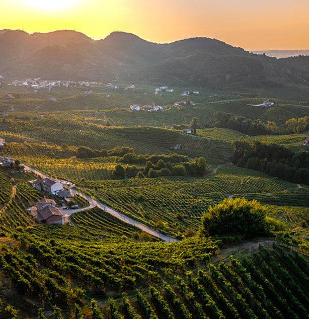 weinberge prosecco anbaugebiete rebuli