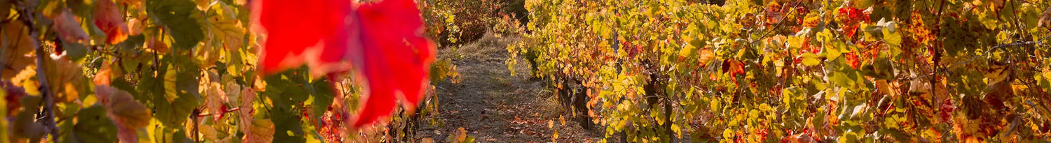 ciabot weinrebe im piemont