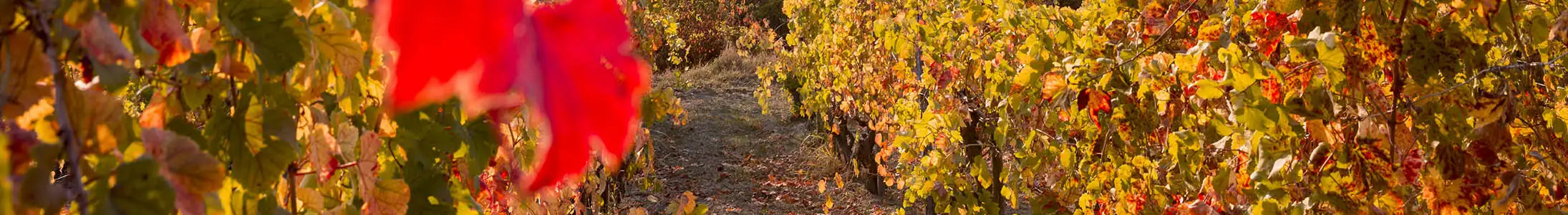 ciabot weinrebe im piemont