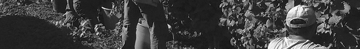 weinerte bei don tomasi auf dem feld