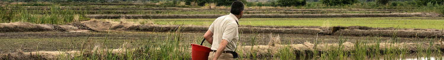 reisfelder im piemont von maratelli, mann begutachtet reisfelder