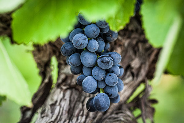 weintrauben von ciabot piemont 