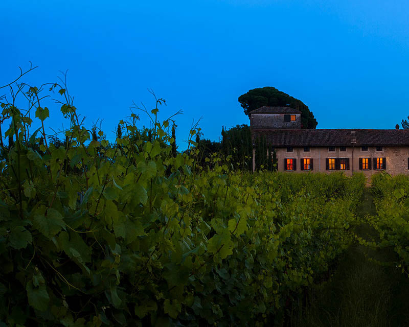 weinkellerei conti ducco mit weinreben