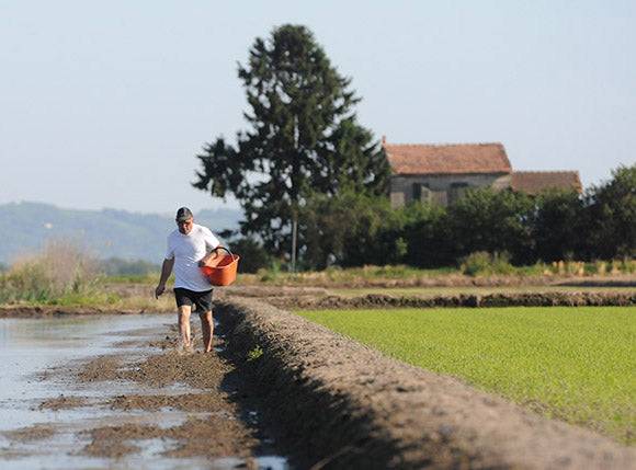 reisfelder im piemont maratelli risotto