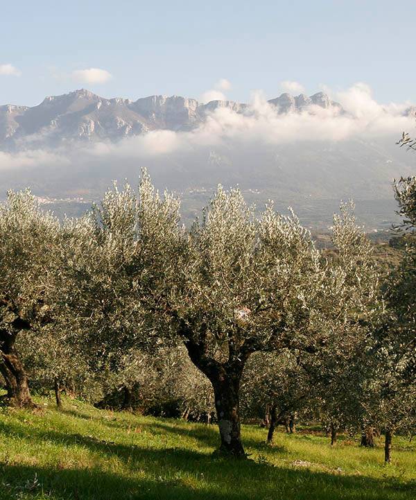 pregio olivenölbäume in süditalien