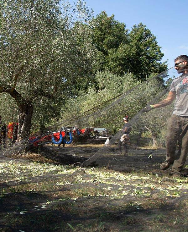 ernte der italienischen oliven von pregio in süditalien