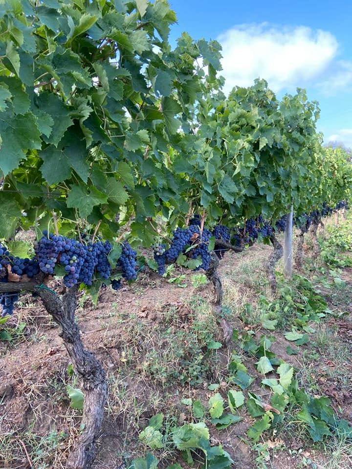 weinberge von tenuta i gelsi aus der basilikata, aglianico weintrauben