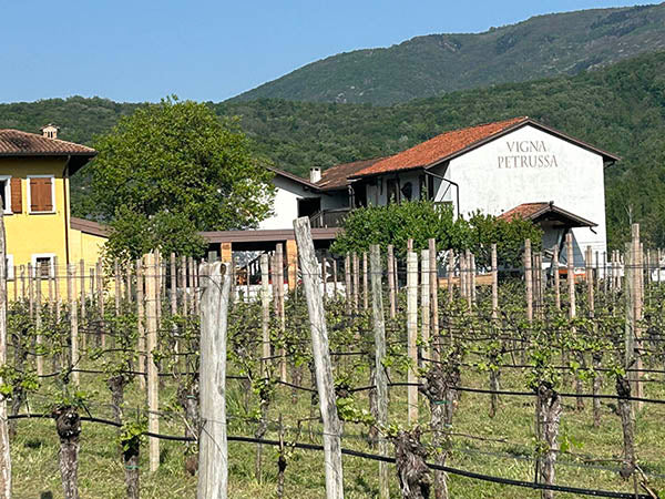 weinreben und kantine von vigna petrussa