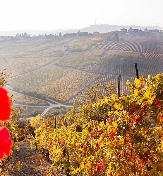 weinberge in italien 