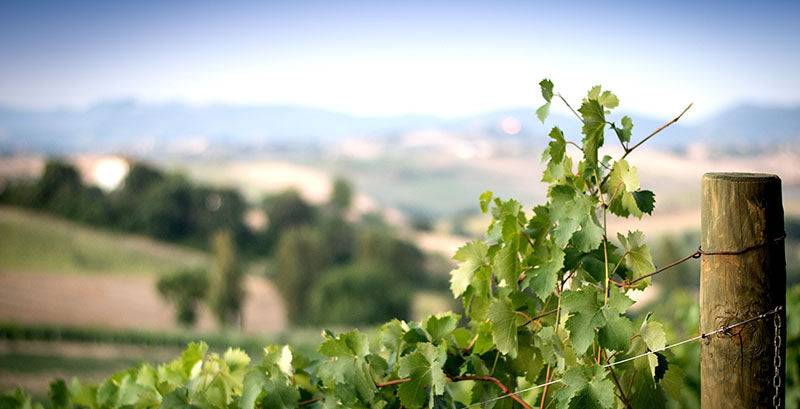 weinrebe roberto venturi wein aus den marchen für gastro