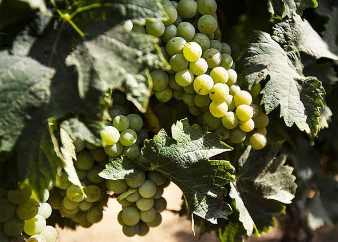 weißweintrauben italien für feinste weine